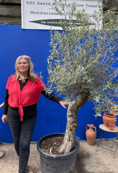 Mature Olive tree