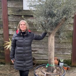 Mature Olive tree