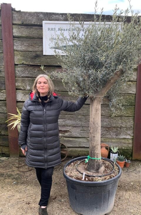 Mature Olive tree