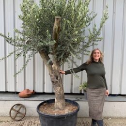 Multi-branched Olive tree