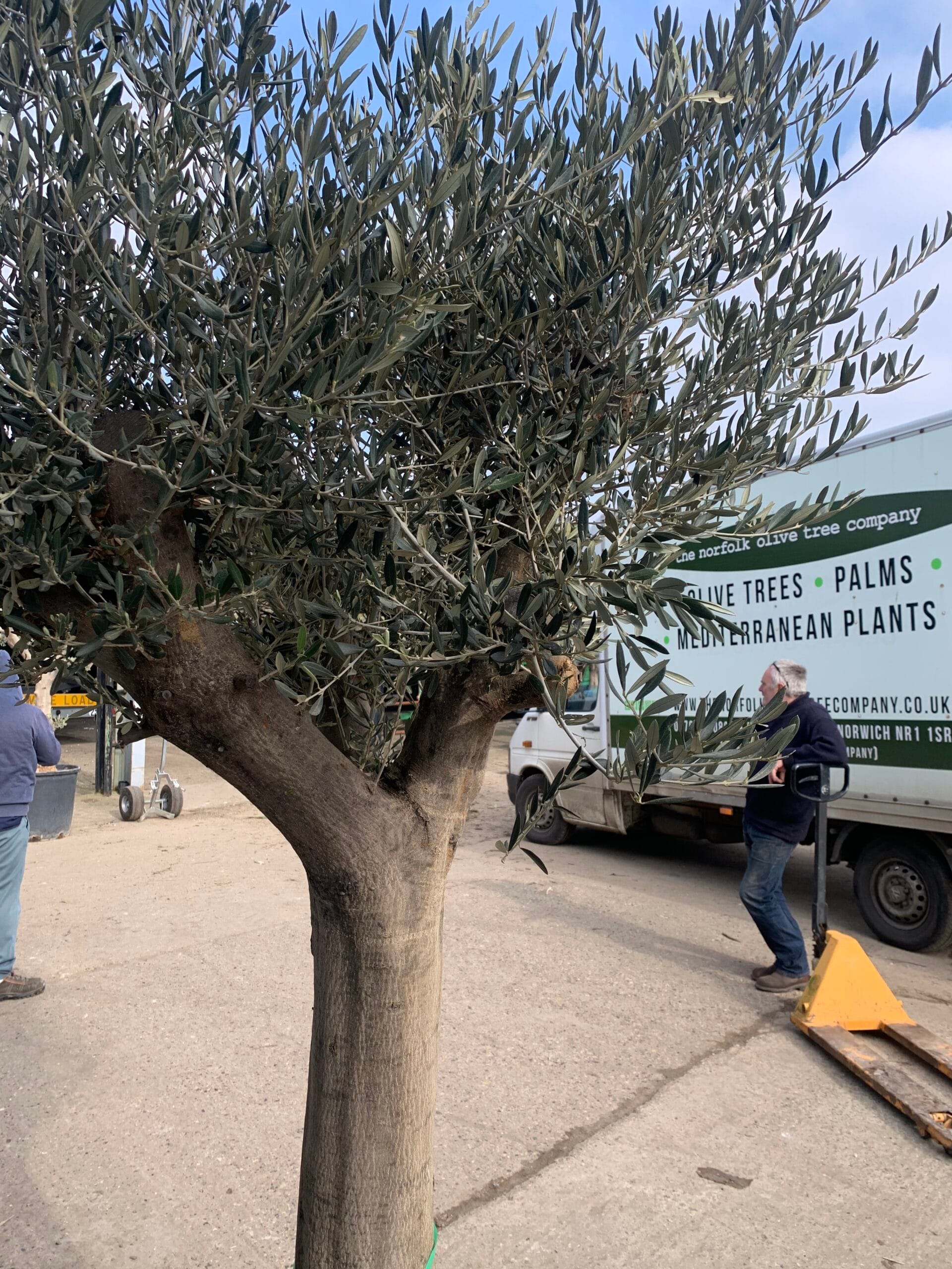 Mature Olive tree 1056 The Norfolk Olive Tree Company