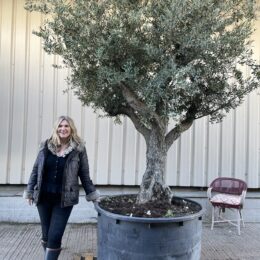Tall Screening Olive Tree