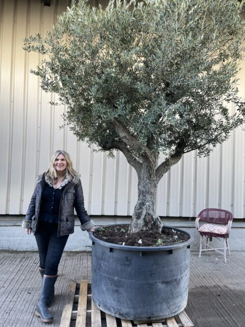 Tall Screening Olive Tree