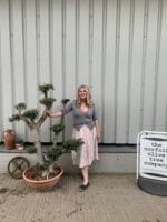 Cloud olive tree in bonsai bowl