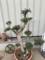 Cloud olive tree in bonsai bowl