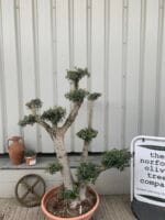Cloud olive tree in bonsai bowl
