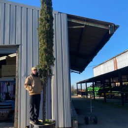 Italian Cypress