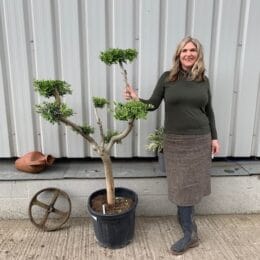 Niwaki cloud Olive Tree