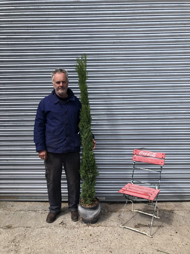Cupressus sempervirens