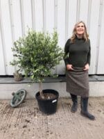 Patio olive tree
