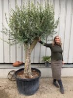 Mature Olive Tree in pot.