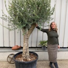 Mature Olive Tree in pot.