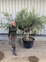 71551834-5BF9-4BFC-89BE-7478B91C3B82 Mature Olive Tree in pot.