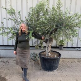 Mature Olive Tree in pot.