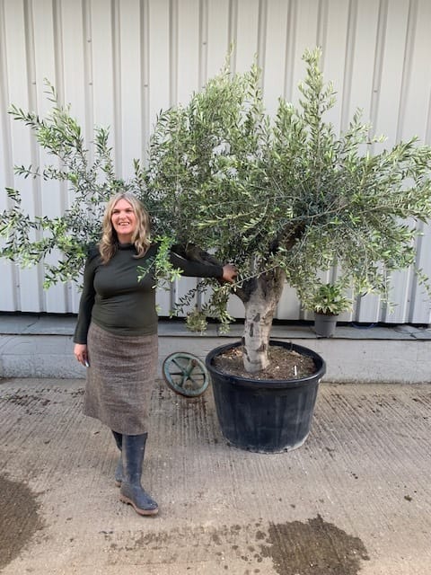71551834-5BF9-4BFC-89BE-7478B91C3B82 Mature Olive Tree in pot.
