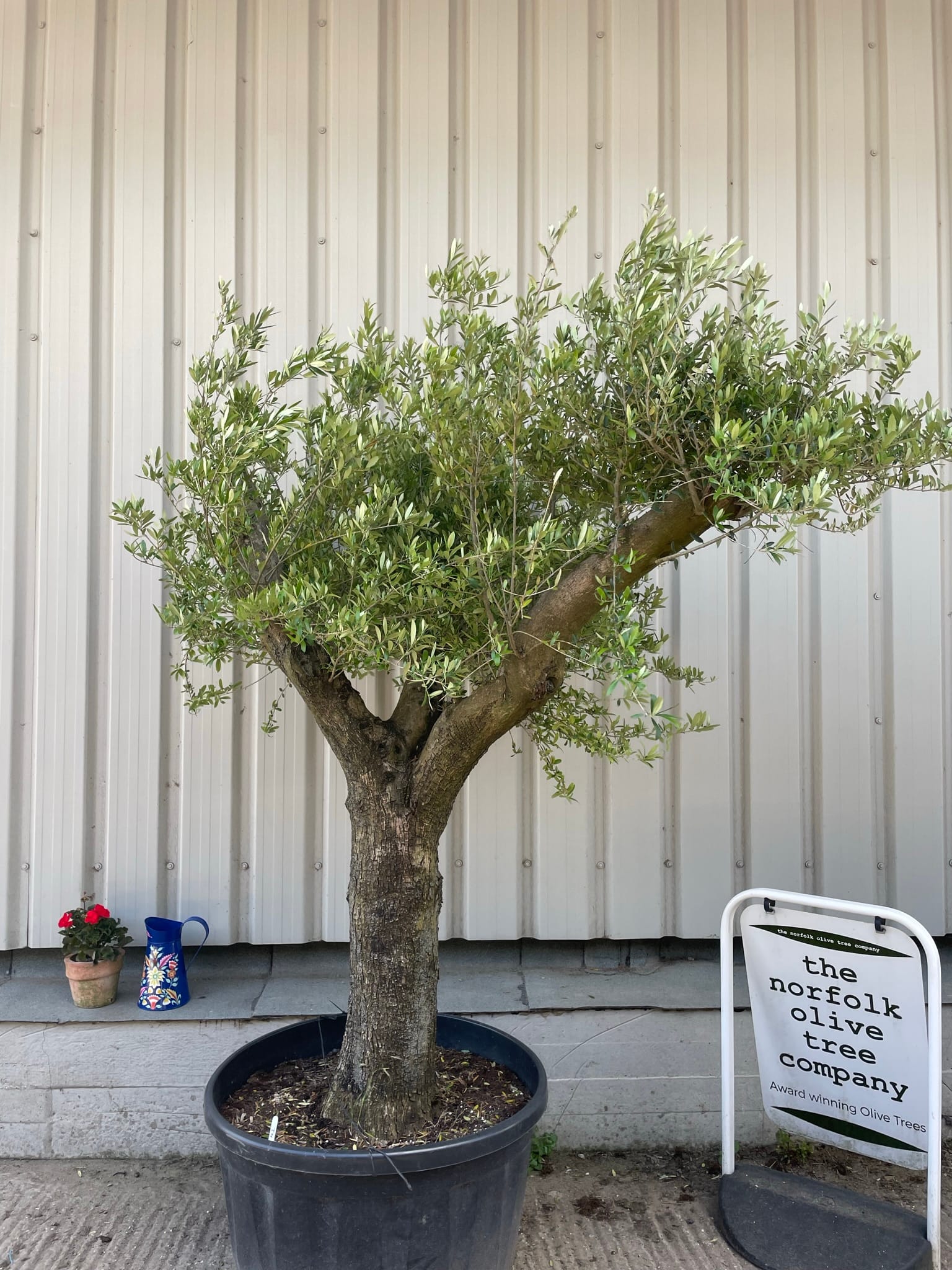 Gnarled olive tree with branches. The Norfolk Olive Tree Company