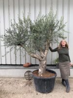 Gnarled olive tree with branches.