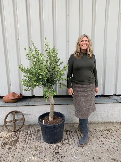 Small Olive tree in pot.