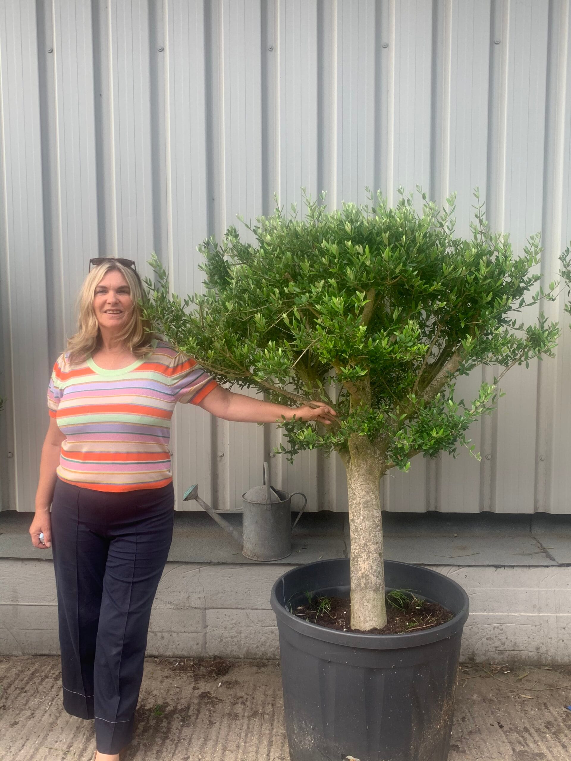 Arbequina Olive Tree with open crown for sale.