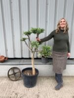 Small cloud tree in pot.