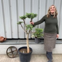 Small cloud tree in pot.