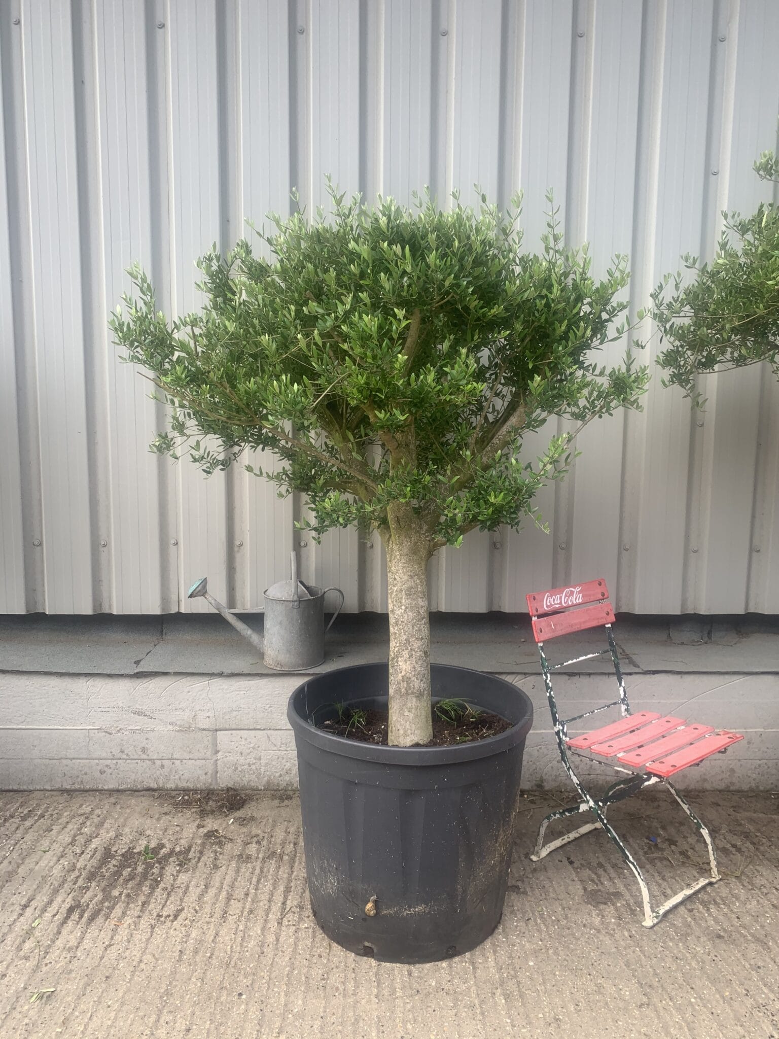 Arbequina Olive Tree with open crown for sale.