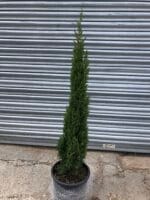 Cupressus sempervirens