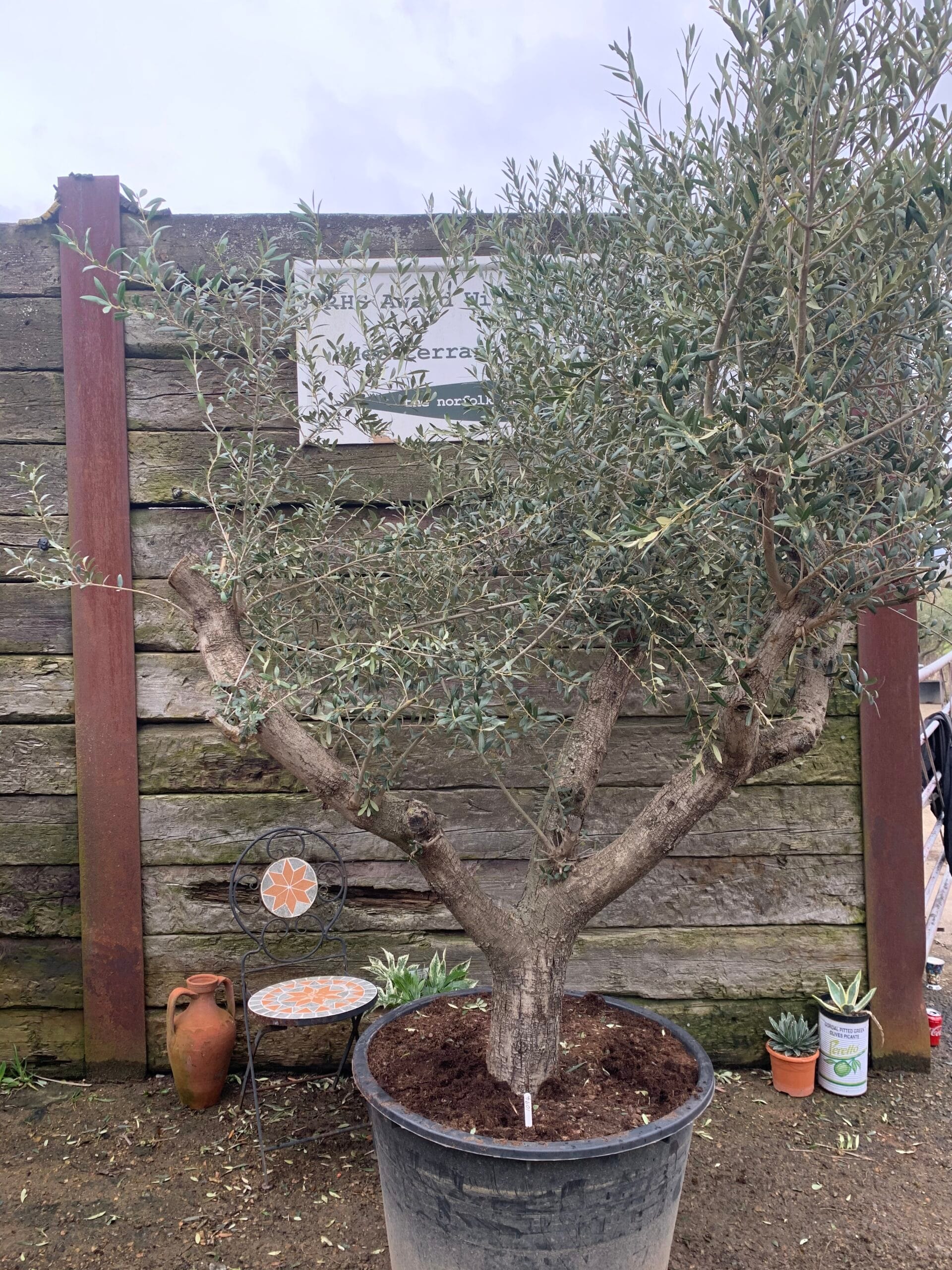 Romantic open crown olive tree The Norfolk Olive Tree Company