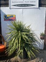 Cordyline ‘Australis’