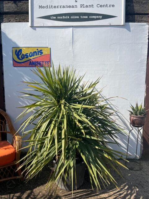 Cordyline ‘Australis’