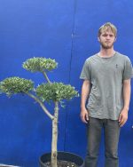 Japanese Zen tree.
