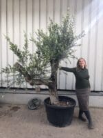 Mature Olive Tree in pot.