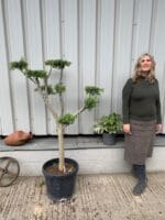 Topiary tree