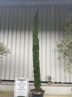 Italian Cypress