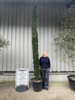 Italian Cypress