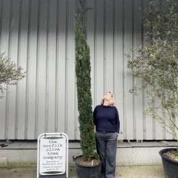 Italian Cypress