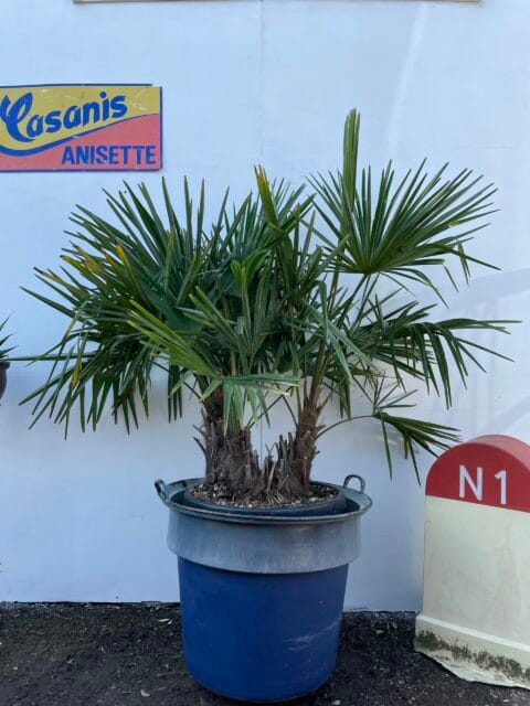 Multi- trunk Trachycarpus Fortunei