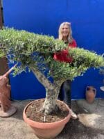 Large patio cloud tree