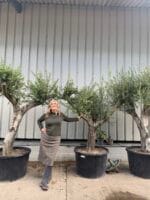 Mediterranean Olive trees