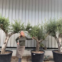 Mediterranean Olive trees