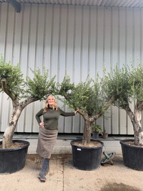 Mediterranean Olive trees