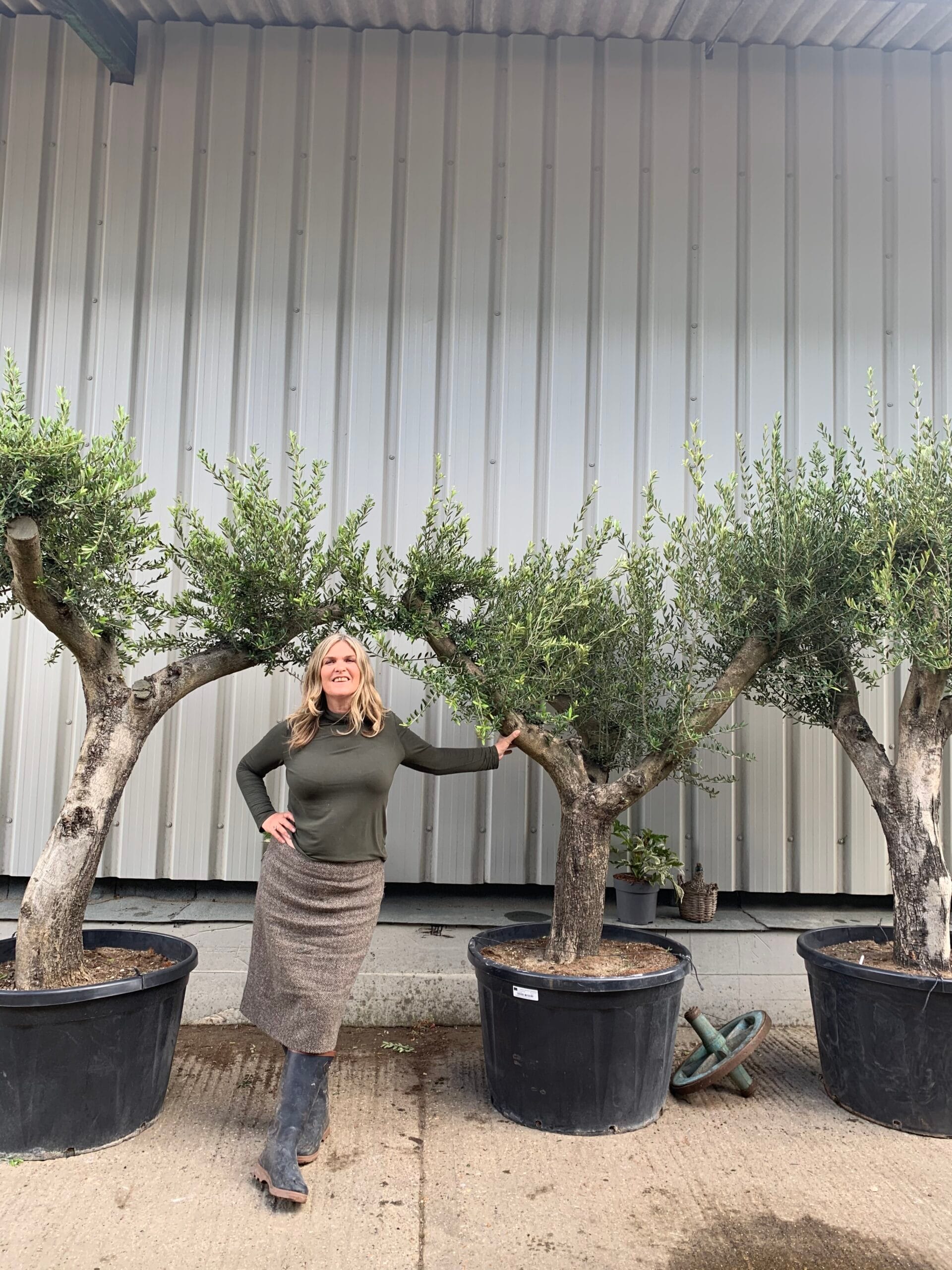 Mediterranean Olive trees x3 - The Norfolk Olive Tree Company