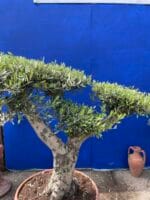 Large patio cloud tree