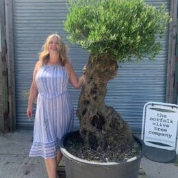 Large olive tree gnarled trunk