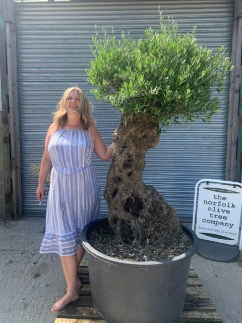 Large olive tree gnarled trunk