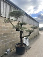 Cloud pruned Olive Tree with gnarled bark for sale