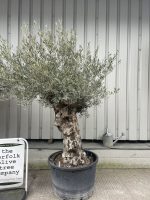 Ancient Olive tree with gnarly trunk