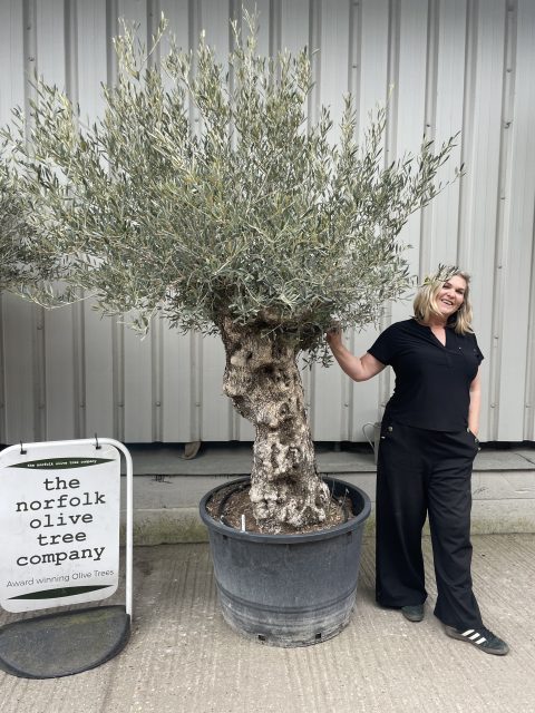 Ancient Olive tree with gnarly trunk