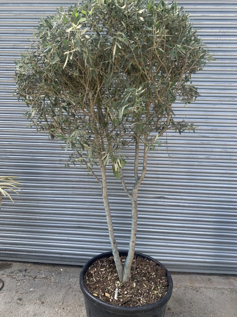 Italian Olive Tree for sale The Norfolk Olive Tree Company