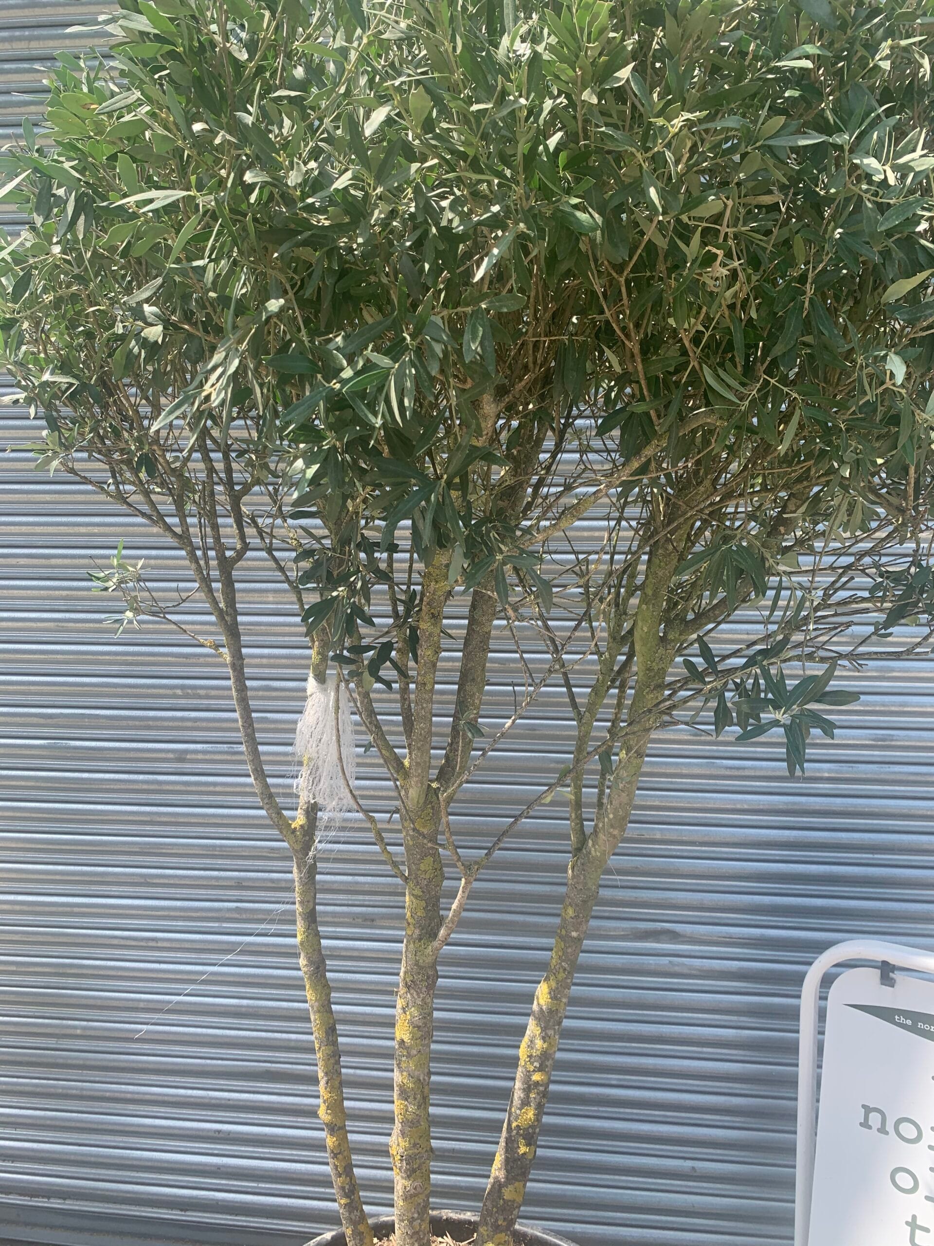 Multi stemmed Olive Tree The Norfolk Olive Tree Company